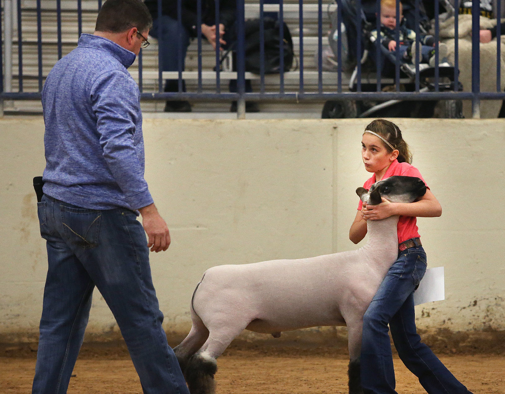 livestock show